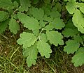 Chelidonium majus 2 ies