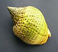 Cominella adspersa (speckled whelk)