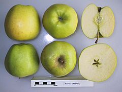 Cross section of Mutsu (LA 69A), National Fruit Collection (acc. 1977-140).jpg