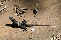 Ctenosaura oedirhina 2264096.jpg