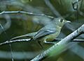 Cuban Vireo - Cuba S4E0897 (22991166932)