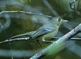 Cuban Vireo - Cuba S4E0897 (22991166932).jpg