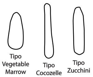 Archivo:Cucurbita pepo cultivar groups shapes vegetable marrow cocozelle zucchini