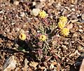 Cylindropuntia whipplei whipplei 11