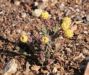 Archivo:Cylindropuntia whipplei whipplei 11