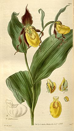 Archivo:Cypripedium parviflorum - Curtis' 57 (N.S. 4) pl. 3024 (1830)