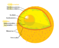 Diagram human cell nucleus es