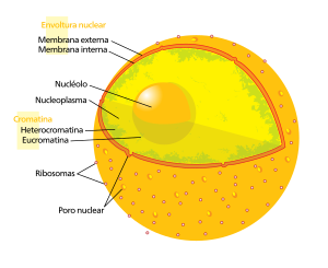 Archivo:Diagram human cell nucleus es