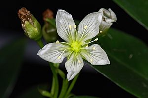Archivo:Dionaea muscipula flower 1