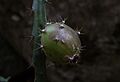 Disocactus speciosus 6