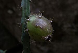 Archivo:Disocactus speciosus 6