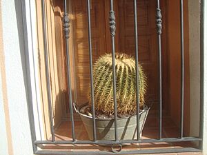 Archivo:Echinocactus platyacanthus, Link & Otto, 1827