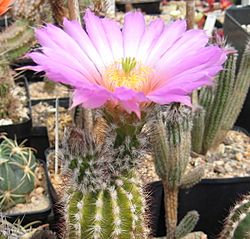 Echinocereus palmeri 01.jpg