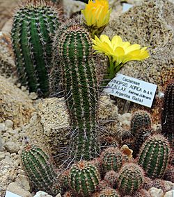 Archivo:Echinopsis aurea Prague 2011 1