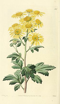 Edwards' botanical register, or, Ornamental flower-garden and shrubbery .. (1829-1847) (21171633455).jpg