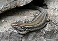 Eidechse von Gomera