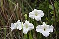 Escobedia grandiflora 00
