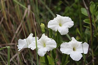 Escobedia grandiflora 00.jpg