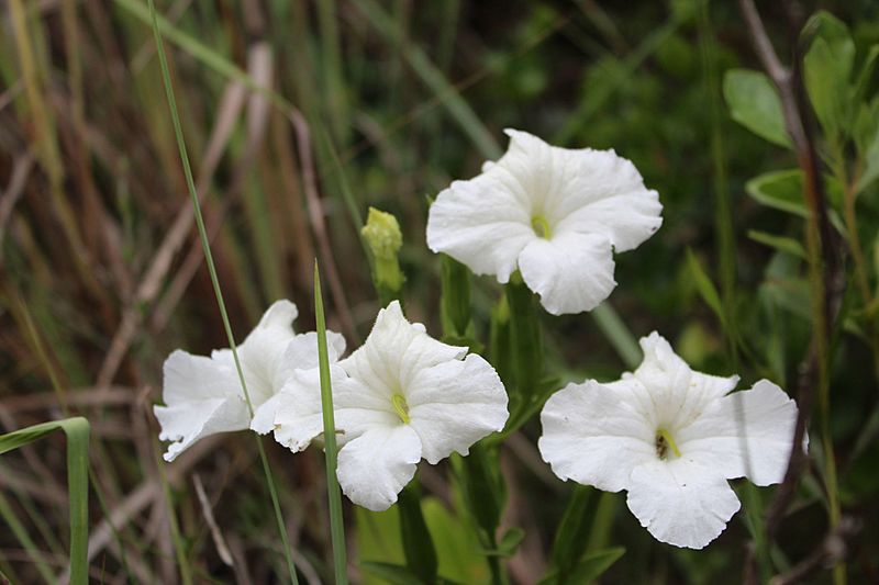 Escobedia grandiflora 00