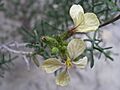 Euzomodendron bourgeanum (flor)