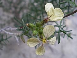 Archivo:Euzomodendron bourgeanum (flor)