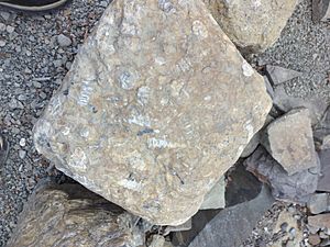 Archivo:Fósiles de moluscos, San Juan Raya, México