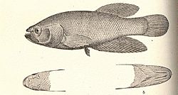 FMIB 52336 Cynolebias forosus, Type a, head from above; b, head from beneath.jpeg
