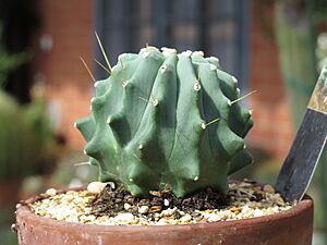 Archivo:Ferocactus glaucesens inermis