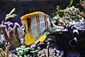 Fische(1)
