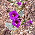 Flickr - brewbooks - Mirabilis multiflora (maybe) (2)