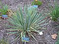 Flickr - brewbooks - Yucca filamentosa