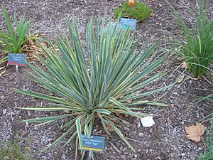 Archivo:Flickr - brewbooks - Yucca filamentosa