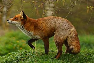 Archivo:Flo the Fox