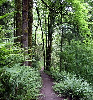 Archivo:Forest park wildwood trail in early summer P2860
