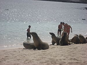 Archivo:Galapagos2007--01--07-13-07