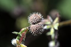 Archivo:Galium spurium var. echinospermon 