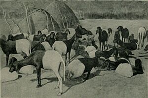 Archivo:Ganado ovino tuareg en el antiguo Sudán francés, actual Malí, 1912