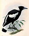 Gymnorhina tibicen 1876