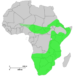 Extensión histórica del rinoceronte negro (c. 1700). Entramado: Posible extensión histórica en África Occidental.