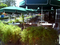 Hotel Ceballos parasols