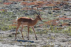 Impala (Aepyceros melampus), parque nacional de Chobe, Botsuana, 2018-07-28, DD 07