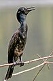 Indian Cormorant (Br.) I IMG 8092