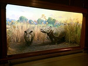 Archivo:Indian Rhinoceros diorama