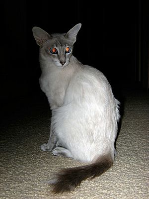 Archivo:Javanese cat