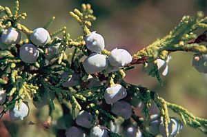 Archivo:Juniperus scopulorum berries