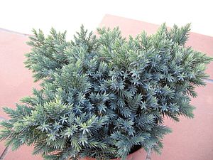Archivo:Juniperus squamata 01