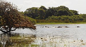 Archivo:Lagoa com hipopótamos 03 (cropped)