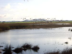 Archivo:Laguna de Petrola