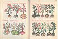 Libellus de medicinalibus Indorum herbis ff. 38v-39r