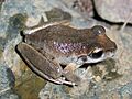 Litoria booroolongensis